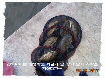 도심속의 작은 쉼터 화성 관리낚시터입니다너무 너무 좋았습니다 (유료터정보 - 유료터점주조황)