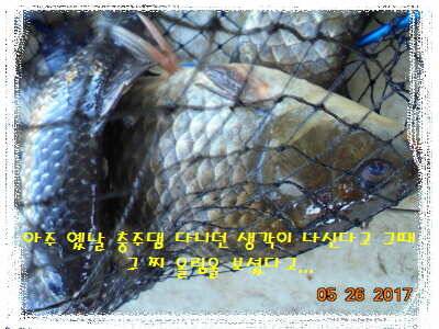 도심속의 작은 쉼터 화성 관리 낚시터입니다역시 밤 입니다 (유료터정보 - 유료터점주조황)