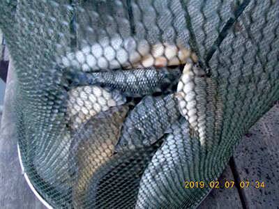 fish_pay_46d59_072857_76813.jpg