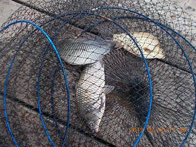 fish_pay_6f3ed_112628_25947.jpg