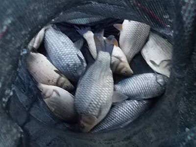 fish_pay_7271f_105223_40959.jpg