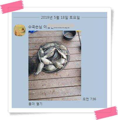 붕어낚시 수곡낚시터 연이은 붕어 대박조황5월18일 및 축양붕어 추가 방류 소식 (유료터정보 - 유료터점주조황)