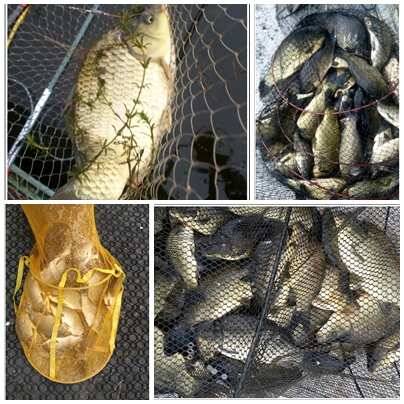 fish_pay_032b2_034410_18775.jpg
