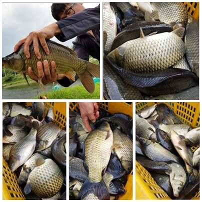 fish_pay_15600_034344_35300.jpg