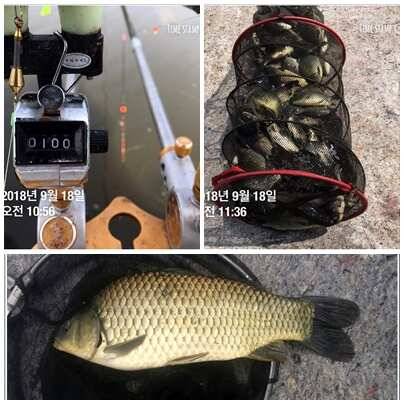 비만붕어들 (유료터정보 - 유료터점주조황)