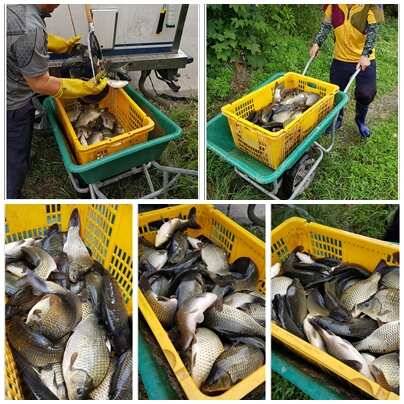 fish_pay_f3ccd_034336_65202.jpg