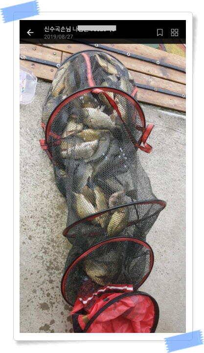 양평 수곡낚시터 주중 붕어조황 오늘도 고르고 꾸준한 조황이 이어지네요 오늘 붕어방류 마쳤습니다 (유료터정보 - 유료터점주조황)
