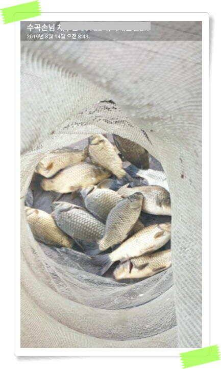 민물낚시 힐링 양평 수곡낚시터 호조황속 대박조황이 나와주네요 오늘도 붕어방류 완료했습니다 (유료터정보 - 유료터점주조황)