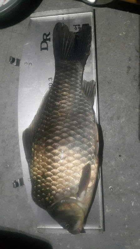 혹부리 435cm 대물 송전지 수원좌대 (유료터정보 - 유료터점주조황)