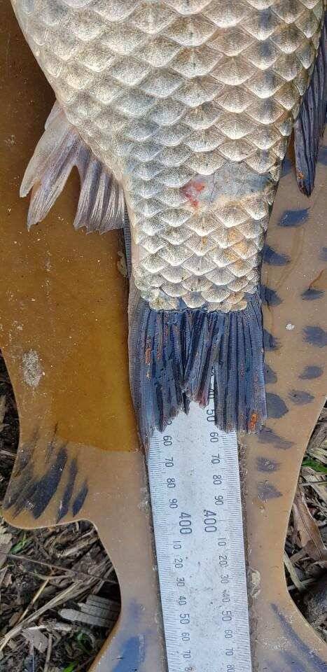 ◎ 토종 45cm 대박어망 ◎ (유료터정보 - 유료터점주조황)