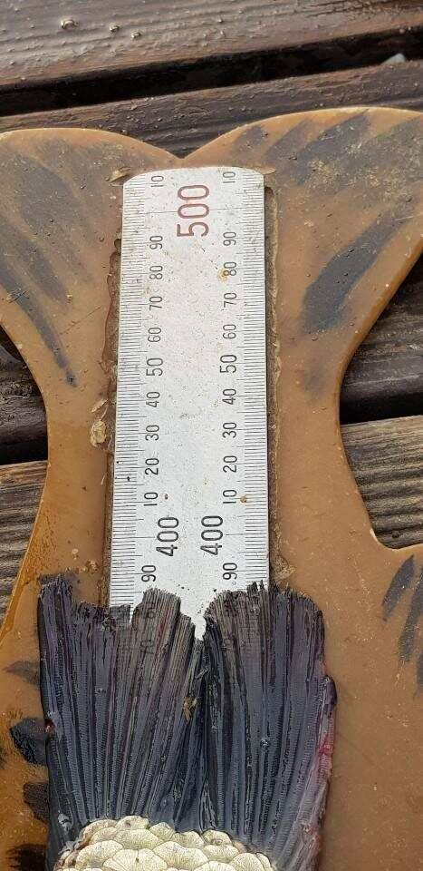 ◎ 하루에 43cm 토종 3마리 그리고 4짜 ◎ (유료터정보 - 유료터점주조황)