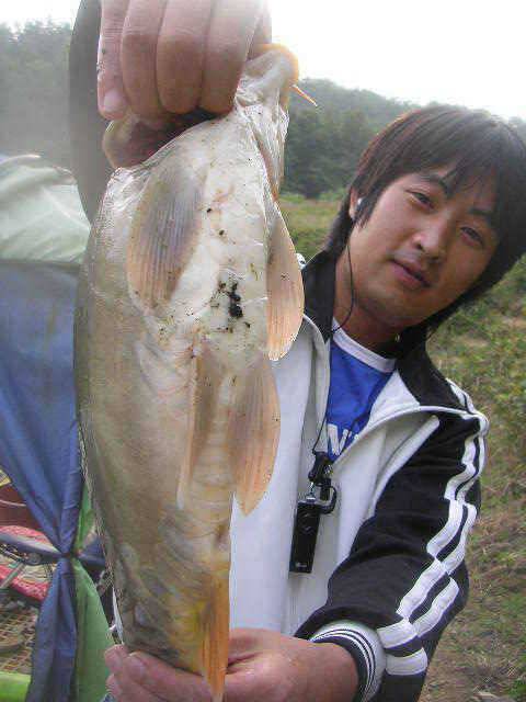 거일은 지금 누렁이 세상입니다 (유료터정보 - 유료터점주조황)