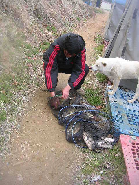 도화桃花 만발하고 (유료터정보 - 유료터점주조황)