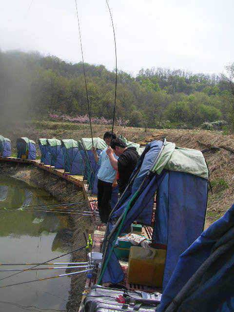 도화桃花 만발하고 (유료터정보 - 유료터점주조황)