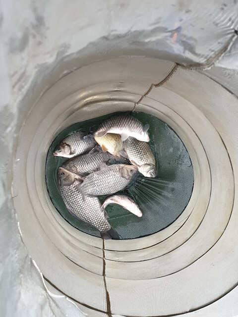 물 맑고 힘 좋은 용인 삼인 낚시터 조황용인 삼인낚시터 (유료터정보 - 유료터점주조황)