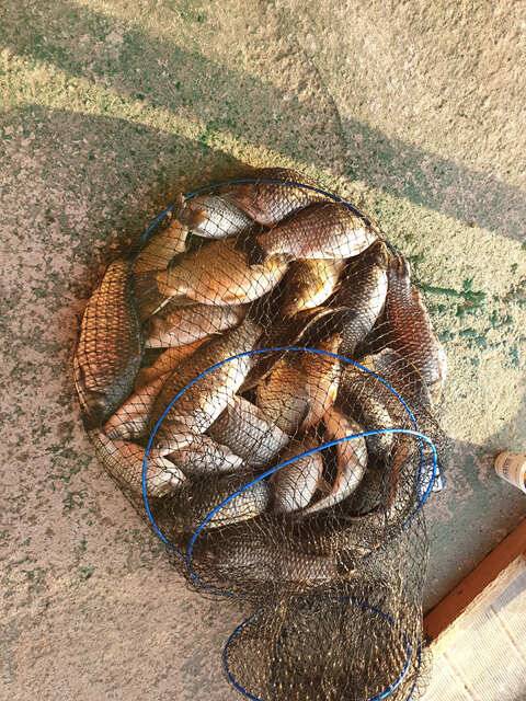메리 크리스마스용인삼인낚시터 (유료터정보 - 유료터점주조황)