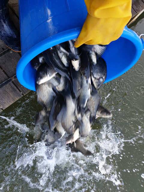 용인 삼인낚시터 주말 조황용인삼인낚시터 (유료터정보 - 유료터점주조황)