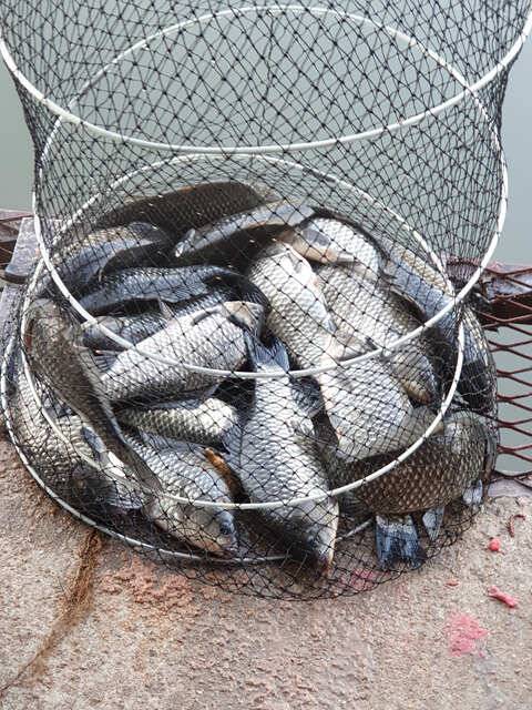 fish_pay_2cfa5_024702_30502.jpg