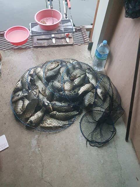 fish_pay_34f16_125532_85864.jpg
