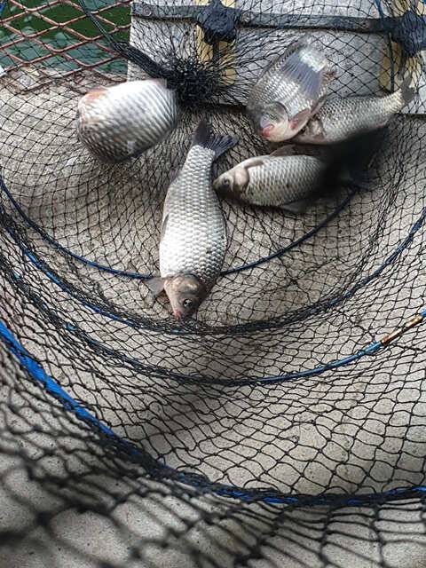 fish_pay_542c4_102107_59154.jpg