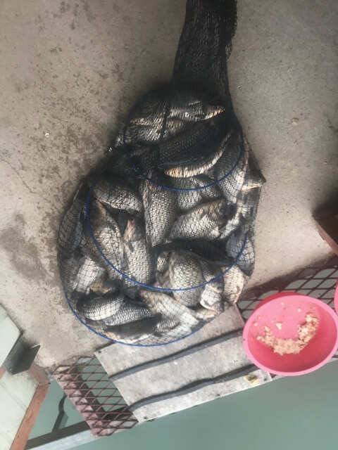 역시 밤낚시네요용인 삼인 낚시터 (유료터정보 - 유료터점주조황)