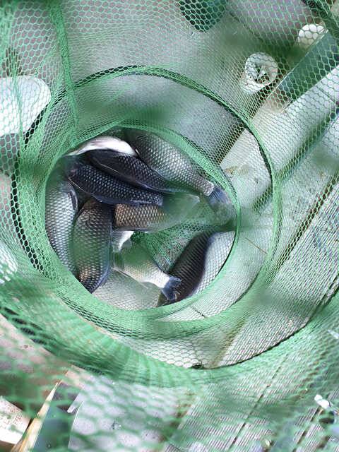 fish_pay_9de95_094846_89779.jpg