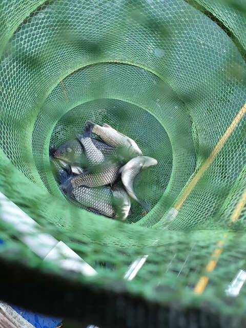 fish_pay_f1765_094840_31299.jpg