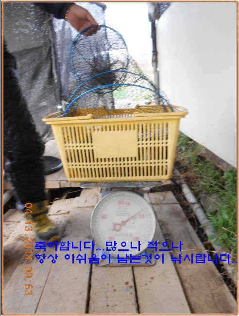 물 맑고 수심좋고 힘찬입질 관리터입니다4월19일 개장 11주년 행사 안내 (유료터정보 - 유료터점주조황)