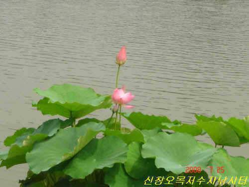 오름수위 터진 입질 (유료터정보 - 유료터점주조황)