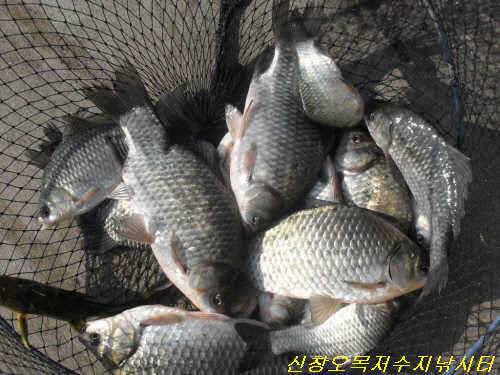 가을 토종 (유료터정보 - 유료터점주조황)