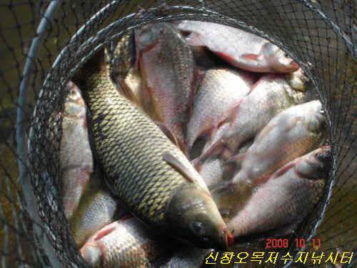 마름속의 붕어들이 이제는 밖으로 밖으로 (유료터정보 - 유료터점주조황)
