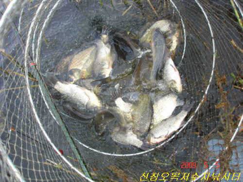 가족과 함께토종 붕어와 함께 (유료터정보 - 유료터점주조황)