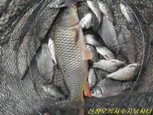 오라 짜릿한 손맛의 세계로 (유료터정보 - 유료터점주조황)