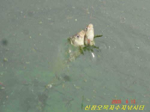 또 월척 토종붕어 (유료터정보 - 유료터점주조황)