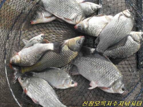 연휴 첫 날 조황 (유료터정보 - 유료터점주조황)
