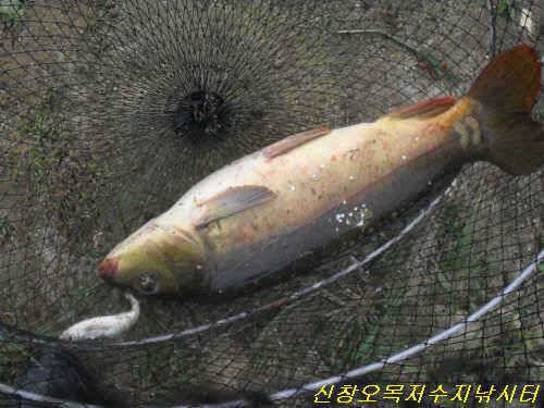 오라 짜릿한 손맛의 세계로 (유료터정보 - 유료터점주조황)