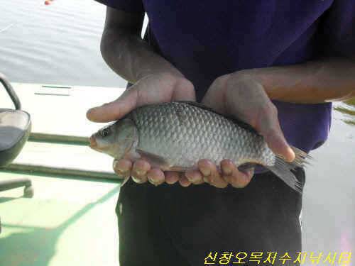가을 토종 (유료터정보 - 유료터점주조황)