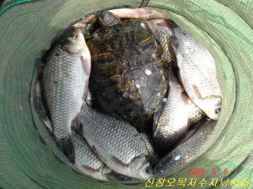 월척특급 (유료터정보 - 유료터점주조황)