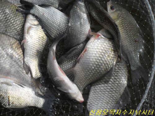 연휴 첫 날 조황 (유료터정보 - 유료터점주조황)