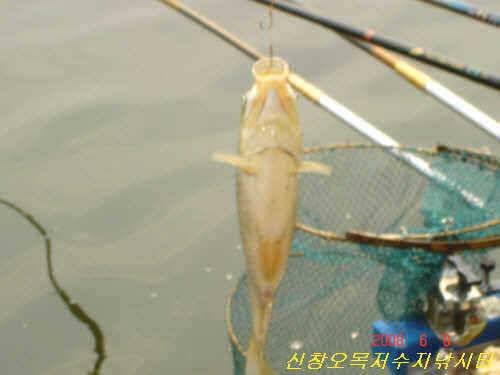 관리형 저수지 자연적 붕어 개체수 보존만으로 (유료터정보 - 유료터점주조황)
