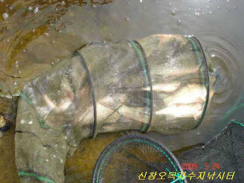 한결같은 대박행진 (유료터정보 - 유료터점주조황)