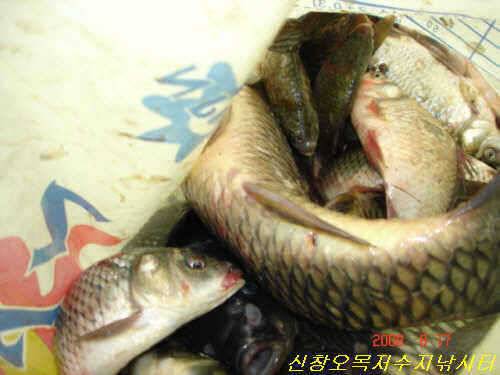 어제는 향어 대박 오늘은 잉어 대박의 날 (유료터정보 - 유료터점주조황)