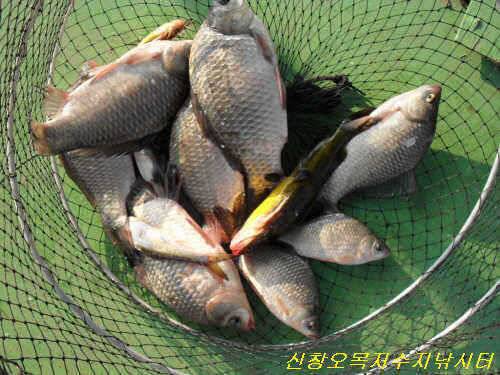 고기풍년의 시작 (유료터정보 - 유료터점주조황)