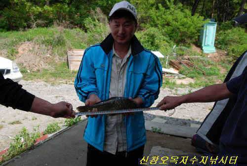 36cm 월척토종붕어 잉어 향어 200수이상 잡으신분까지대박 조황 (유료터정보 - 유료터점주조황)