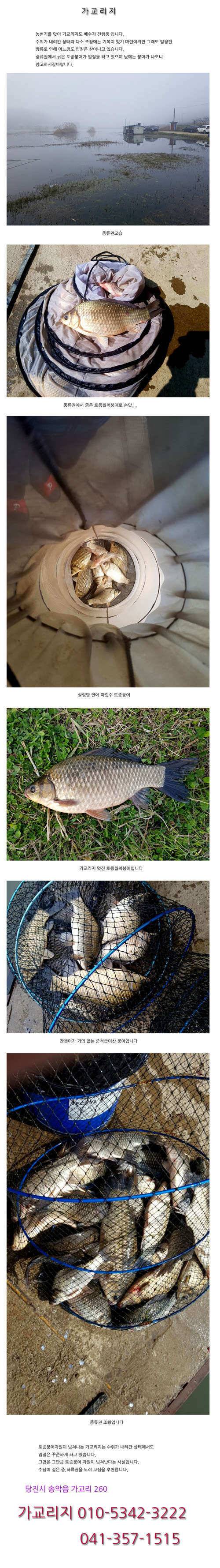 토종붕어의 본 고장 (유료터정보 - 유료터점주조황)