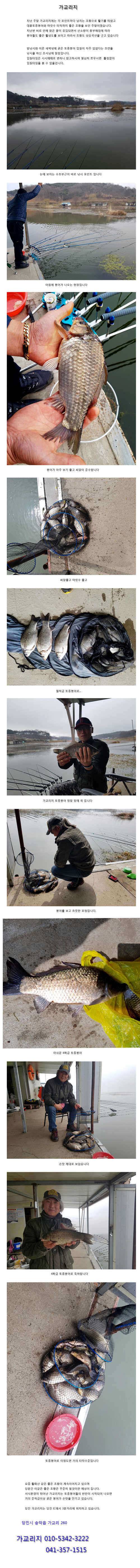 월척급 토종붕어가 풍년을 이루고 (유료터정보 - 유료터점주조황)