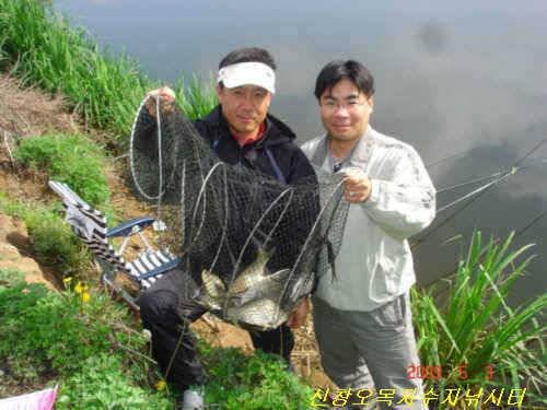 36cm 월척토종붕어 잉어 향어 200수이상 잡으신분까지대박 조황 (유료터정보 - 유료터점주조황)