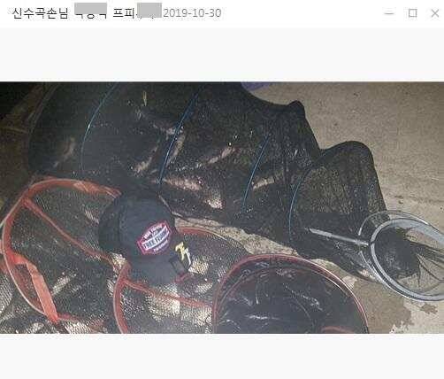 양평 수곡낚시터 대박조황은 아니지만 고른 조황이 나와줍니다 (유료터정보 - 유료터점주조황)