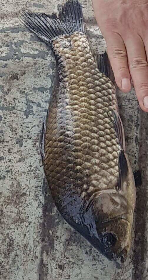 아산 안골지 토종 4짜 소식입니다 (유료터정보 - 유료터점주조황)