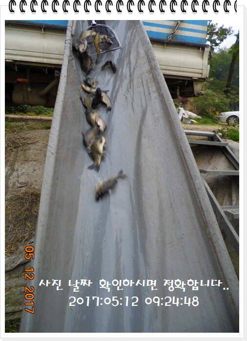 도심속의 작은 쉼터 화성 관리 낚시터입니다 (유료터정보 - 유료터점주조황)
